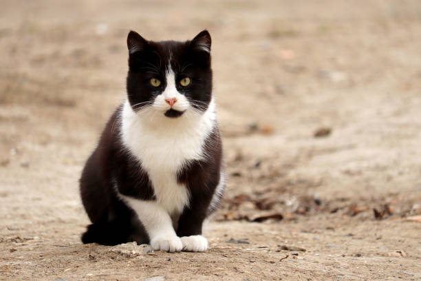 istock Black and white cat sits on the sandy ground 1209030709