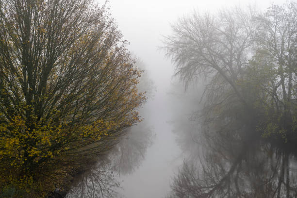 istock Sycamore trees at river in the fog 1209031775