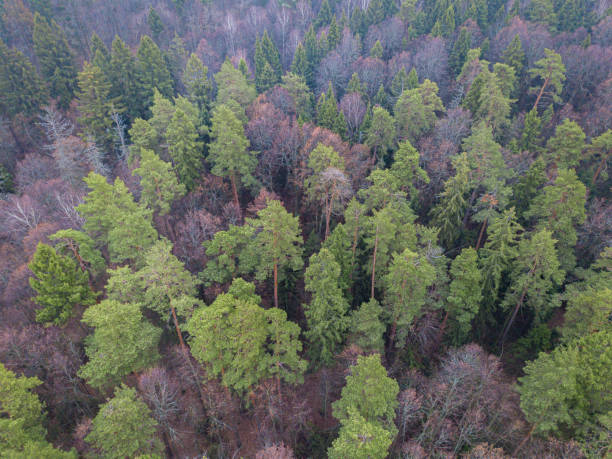 istock Aerial top view of green coniferous trees and leafless other trees in forest 1209031880