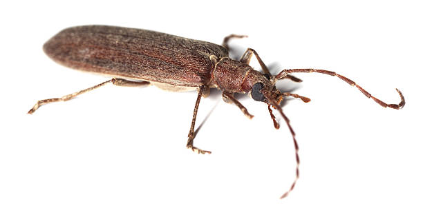 istock Calopus serraticornis isolated on white background, macro photo 120903203