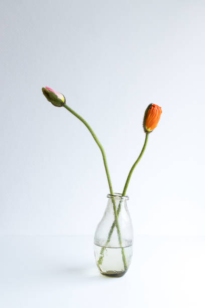 istock Papaver buds in a glass vase 1209032870