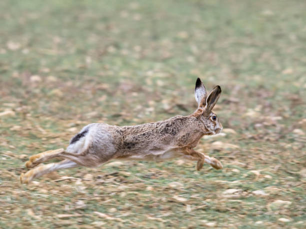 istock Hare escape in wild race over the fields 1209032896