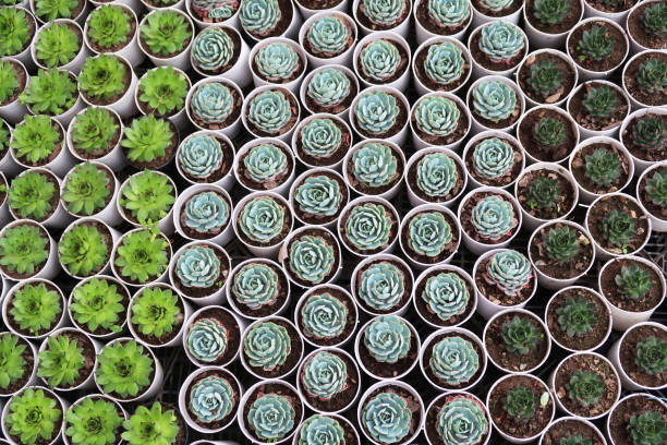 Stock photo of succulent plants, cacti, cactus house plants and indoor sedum for sale at garden centre florist shop in small plastic flower pots, easy to grow desert plants for windowsill.