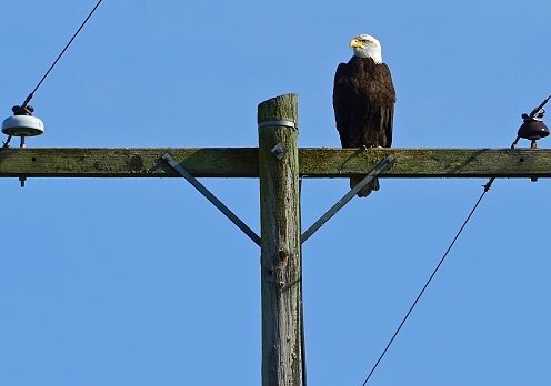 Baskett-Slough National Wildlife Refuge.
Northwest Oregon's Willamette Valley.
Adult Bald Eagle.