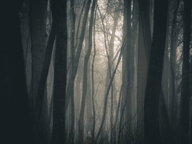 istock Autumn day in the enchanted forest at fall. 1209035185