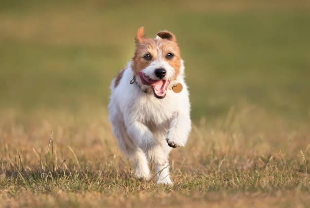 istock Running happy pet dog jumping in the grass 1209036318