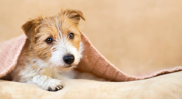 istock Pet love, cute dog puppy looking from a pink blanket 1209036320