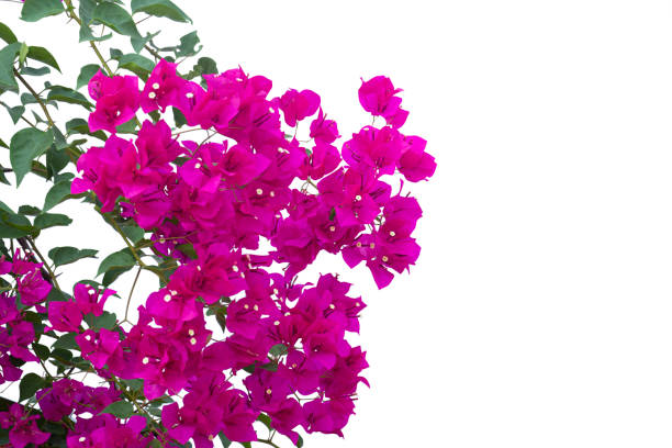 Bougainvilleas branch isolated on white background.Clipping path.