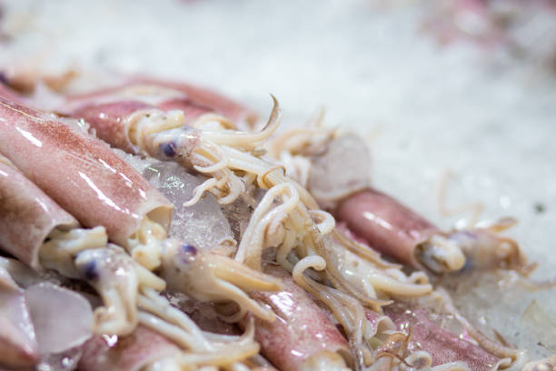 Frozen fresh squid close up on ice sell in market, Seafood