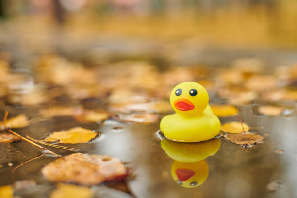 istock Duck toy in autumn puddle with leaves 1209036866