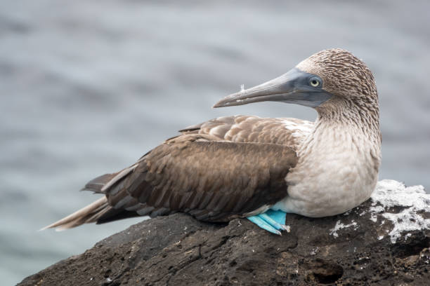 istock A blue-footed bobby on arock at Puerto Baquerizo Moreno, San Cristobal Island, Galapagos Islands, Ecuador 1209037715
