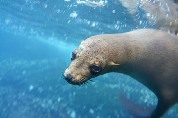 istock Playing with a young sea lion while snorkeling near Sleeping Leon (Kicker Rock), San Cristobal Island, Galapgos Islands, Ecuador 1209037726