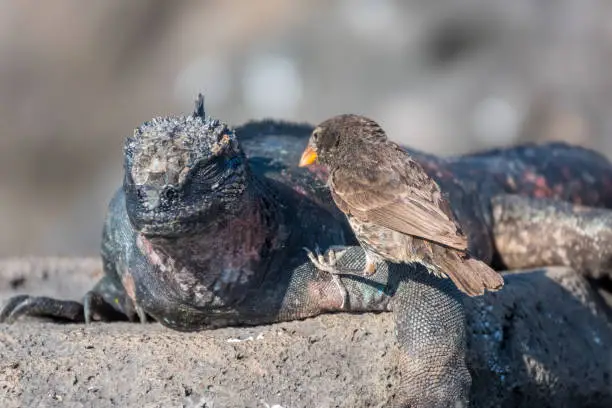 Photo of A Darwin finch eating the shading skin from a marine iguana on Espanola Island, Galapagos Islands, Ecuador