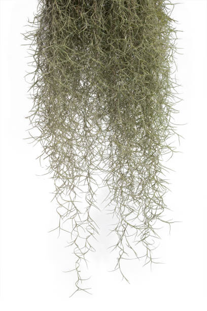 spanisches moos isoliert auf weißem hintergrund. clipping path. - moss spanish moss stock-fotos und bilder