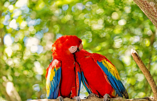 istock red ara or macaw parrots on green natural background 1209038451