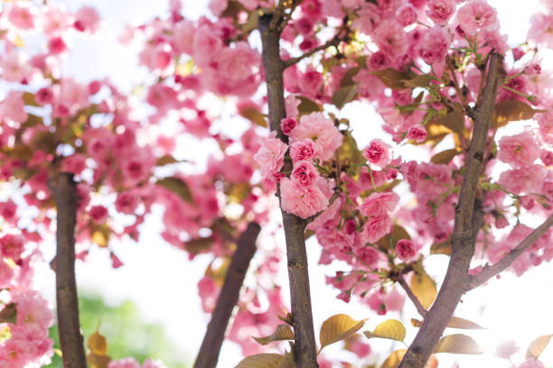 Branches of  Sakura tree in a sunlight. Amazing pink cherry blossoms.