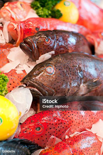 Corallo Grouper - Fotografie stock e altre immagini di Cernia americana - Cernia americana, Australia, Blu