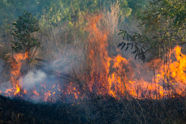 istock The fire is burning  grass  on the side of the road. Wildfire. 1209042086