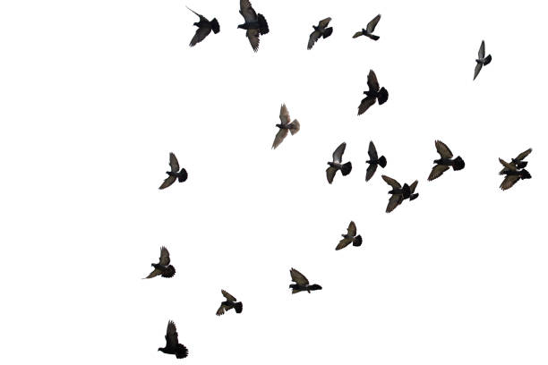 istock Flocks of flying pigeons isolated on white background. Clipping path. 1209042137