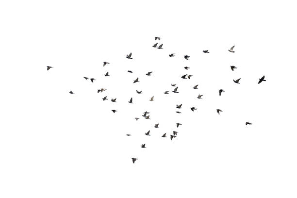 istock Flocks of flying pigeons isolated on white background. Clipping path. 1209042164