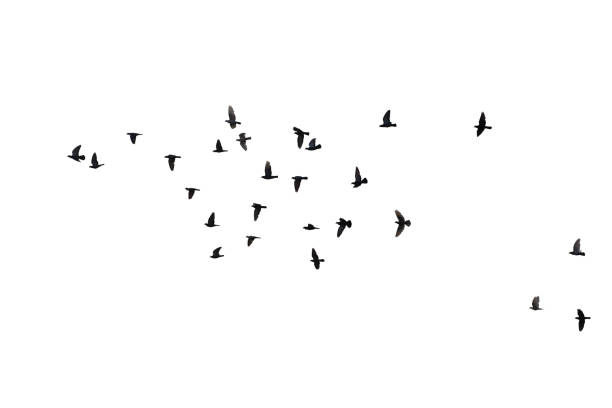 istock Flocks of flying pigeons isolated on white background. Clipping path. 1209042197