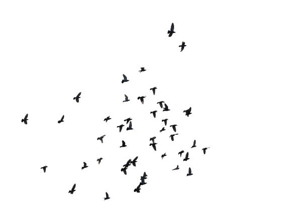 istock Flocks of flying pigeons isolated on white background. Clipping path. 1209042210