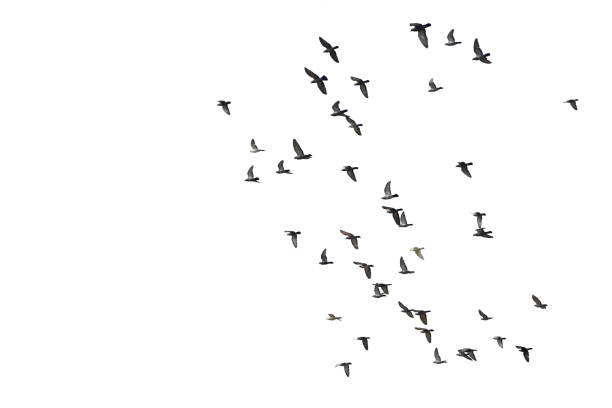istock Flocks of flying pigeons isolated on white background. Clipping path. 1209042231