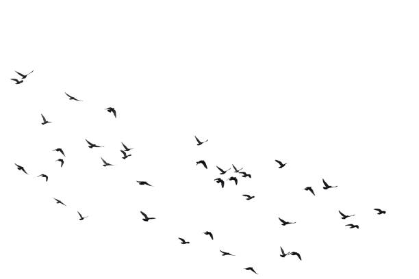 istock Flocks of flying pigeons isolated on white background. Clipping path. 1209042354