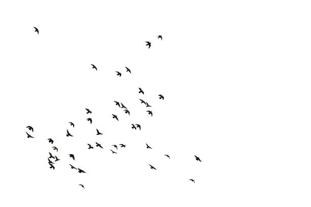 istock Flocks of flying pigeons isolated on white background. Clipping path. 1209042842