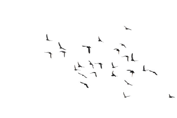 istock Flocks of flying pigeons isolated on white background. Clipping path. 1209042859