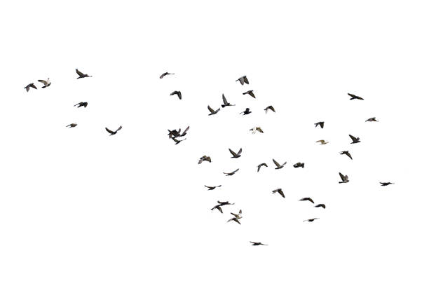 istock Flocks of flying pigeons isolated on white background. Clipping path. 1209042874