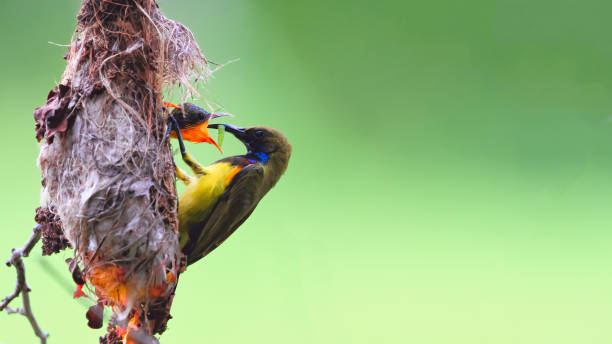 istock Olive-backed Sunbird Flying to Feed Chicks 1209042906