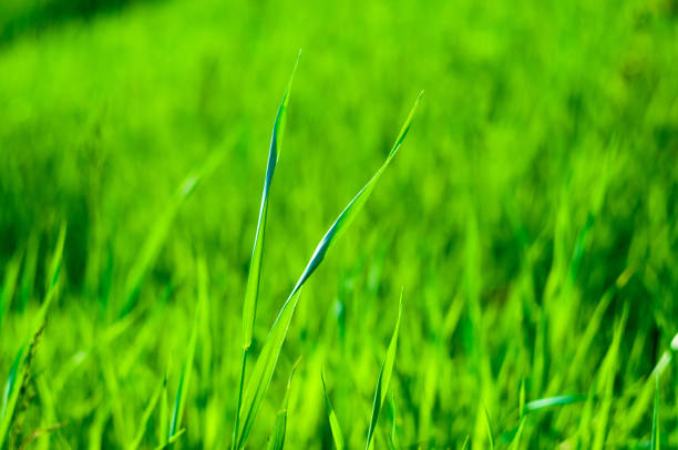 istock Spring or summer natural abstract background with grass in the garden 1209042973