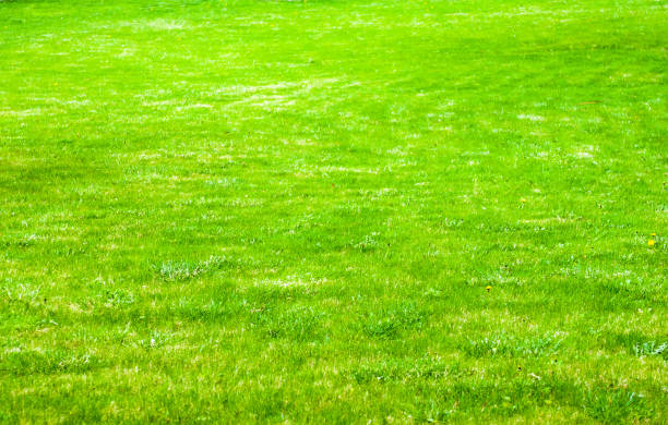 istock Spring or summer natural abstract background with grass in the garden 1209043520