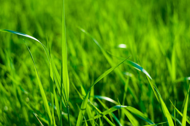 istock Spring or summer natural abstract background with grass in the garden 1209044070