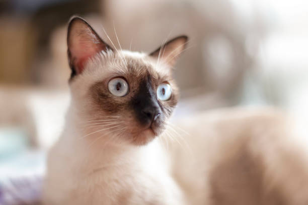 The Wichianmat cat was staring in shock. Raising cats in the house siamese cat stock pictures, royalty-free photos & images