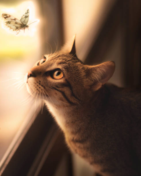 istock The cat and the butterfly 1209045753