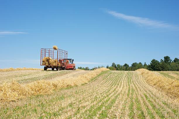 istock Bales of hay 120904608