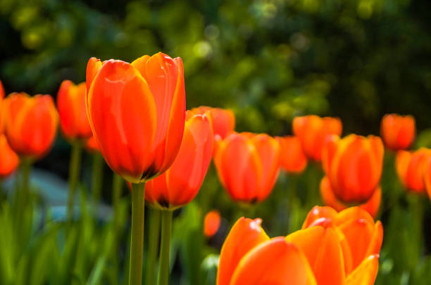 istock Tulip flower close up 1209047723