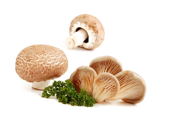 istock Champignon mushroom and Oyster mushrooms 120904892