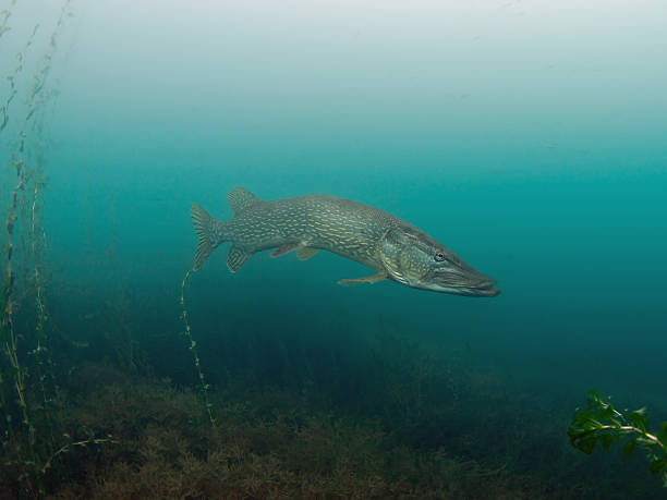 grande et vieille pike (esox lucius - kräftig photos et images de collection