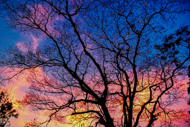 Silhouette of dry tree at colorful sunset.
