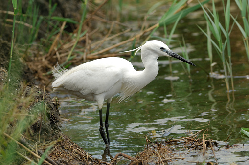 Little egret (Egretta garzetta)