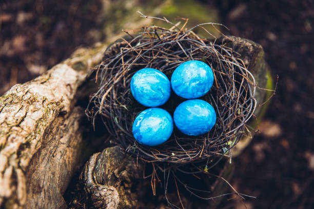 Found the Easter in the bird nest Scenic view of blue decorated Easter eggs in natural bird's nest on the ground in the park - spring concept soft nest stock pictures, royalty-free photos & images