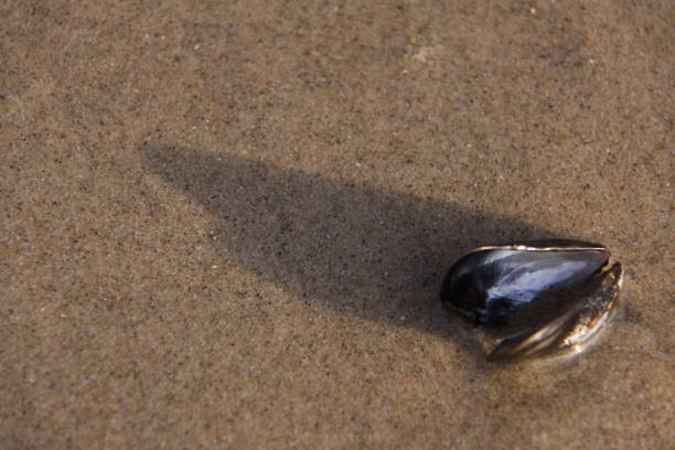 istock An empty mussel shell on the yellow sandy beach of the Netherlands. 1209051148