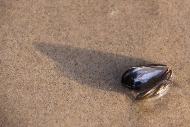 An empty mussel shell on the yellow sandy beach of the Netherlands.
