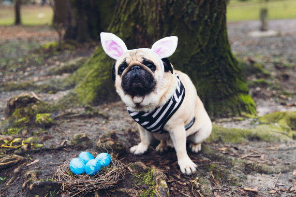 istock Beautiful Little Bunny wishes you a Happy Easter! 1209051233