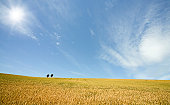 golden-wheat-field-mit-blauer-himmel-im-hintergrund.jpg?b=1&s=170x170&k=20&c=2I8WFJNQOnoJkha7v1jPIAqBWOO6BtcMl8FlRe2wufs=