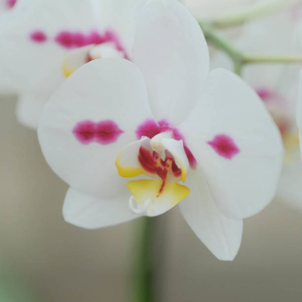 istock Indoor Tropical Orchid 1209053744