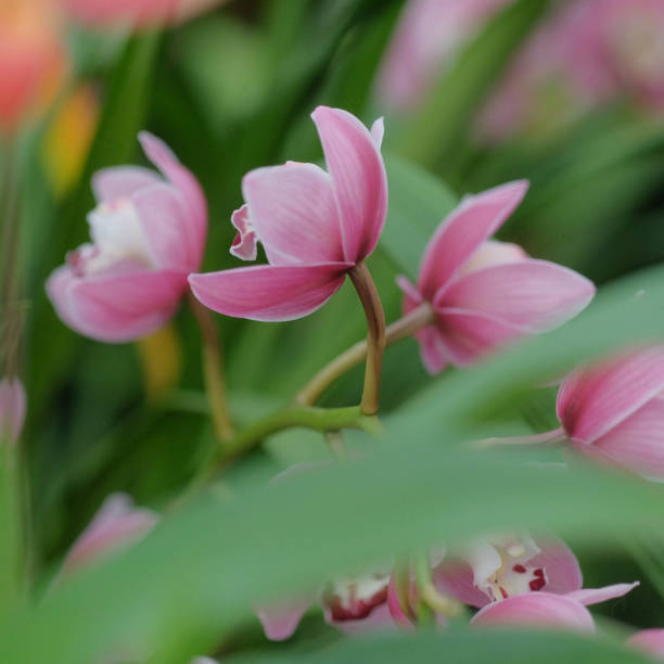 istock Indoor Tropical Orchid 1209053794